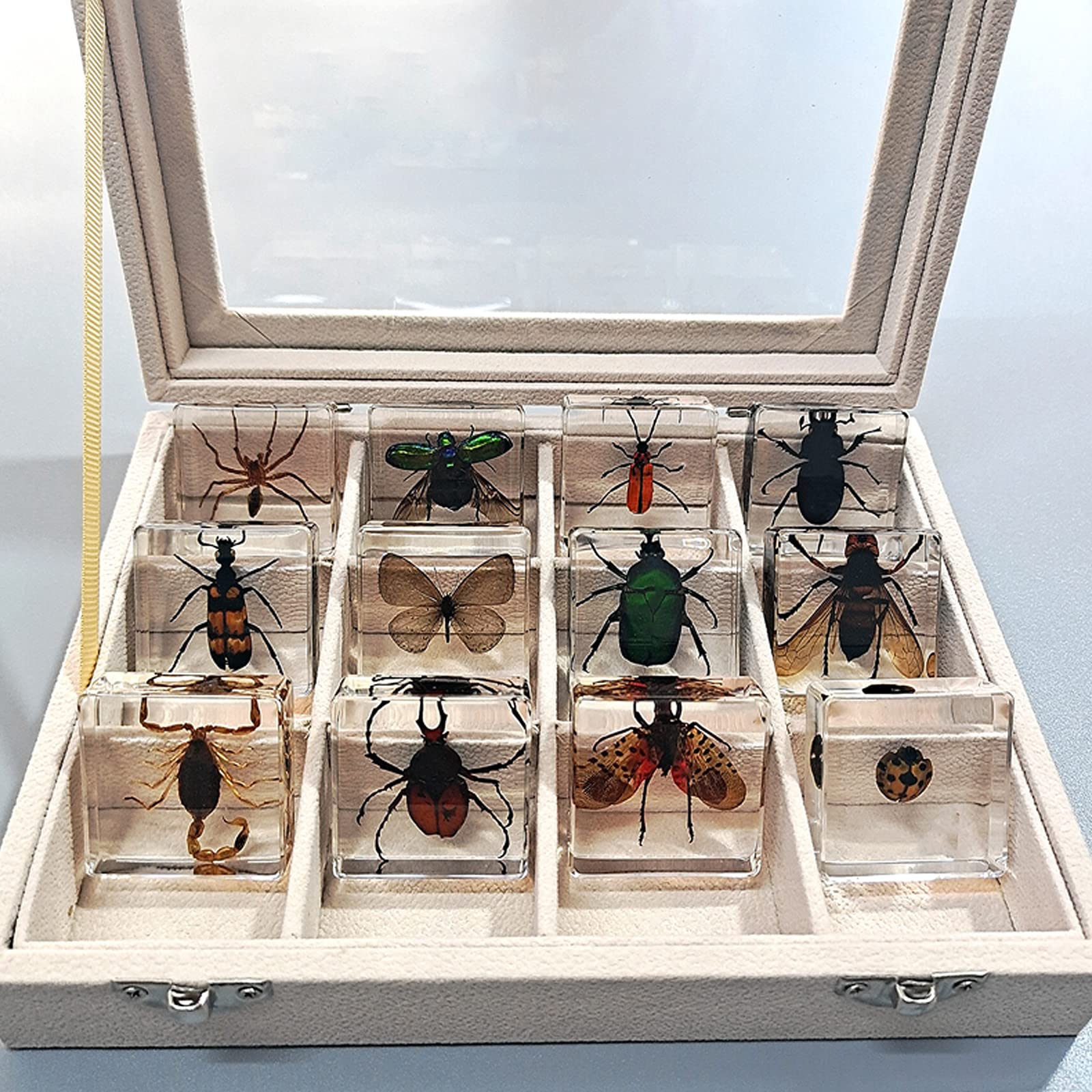 Amazon | 本物の昆虫樹脂標本、絶妙な動物標本ギフトセット