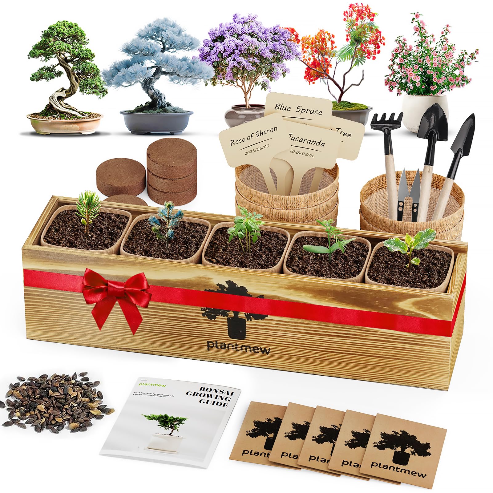 Amazon.com : Bonsai Tree Kit for Beginners - 5 Unique Japanese