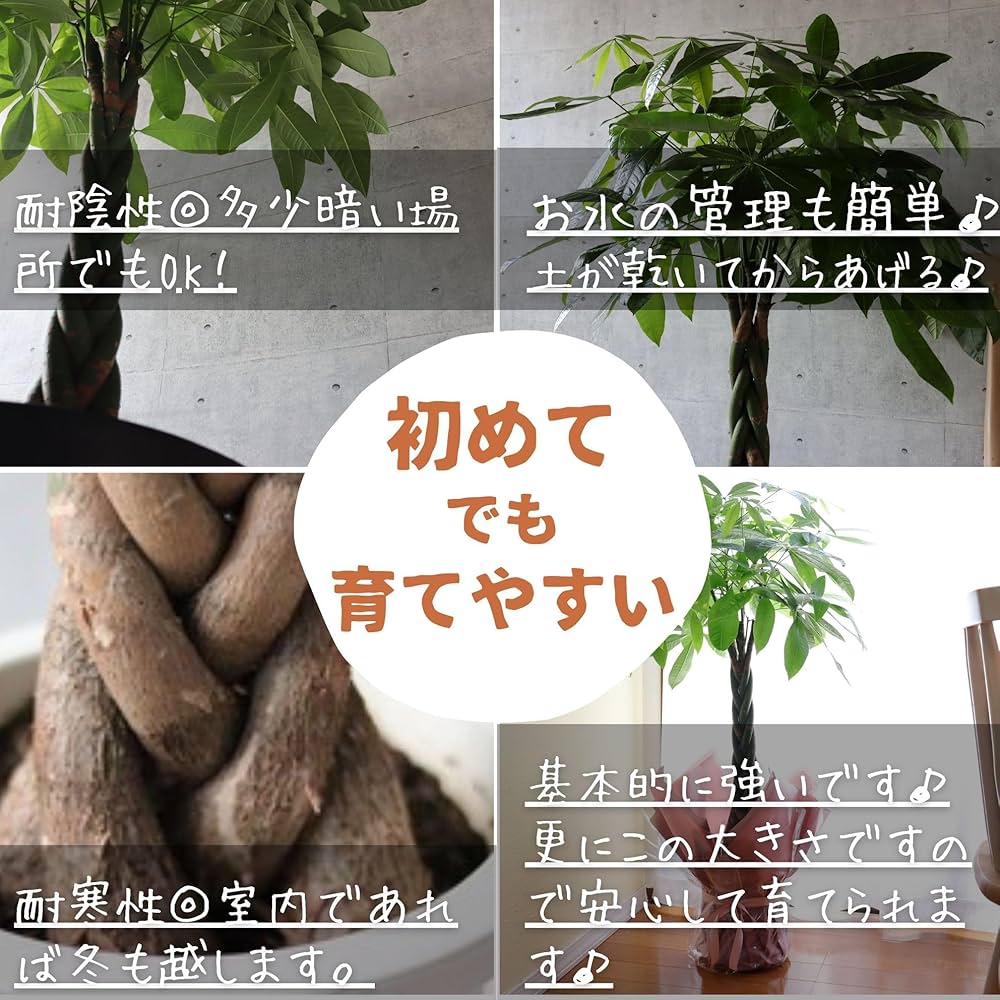 Amazon｜L-park パキラ 8号 ねじりパキラ 観葉植物 プレゼント 開業