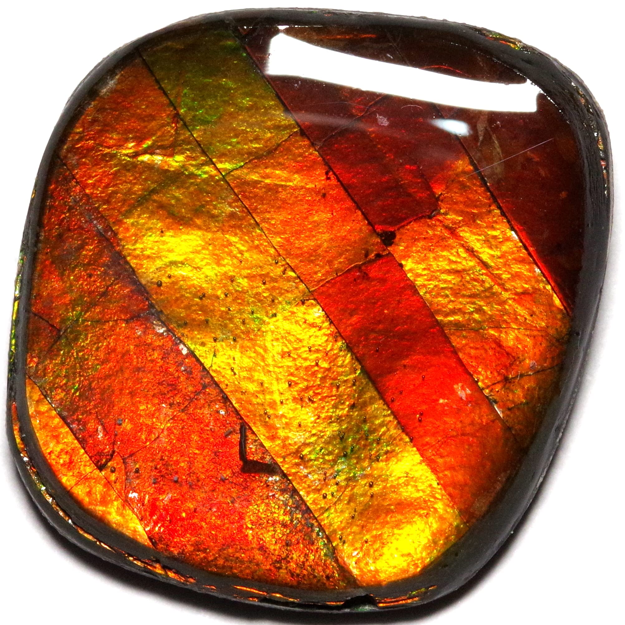Amazon | [N2 stone Natural] 天然化石 アンモライト (Ammolite