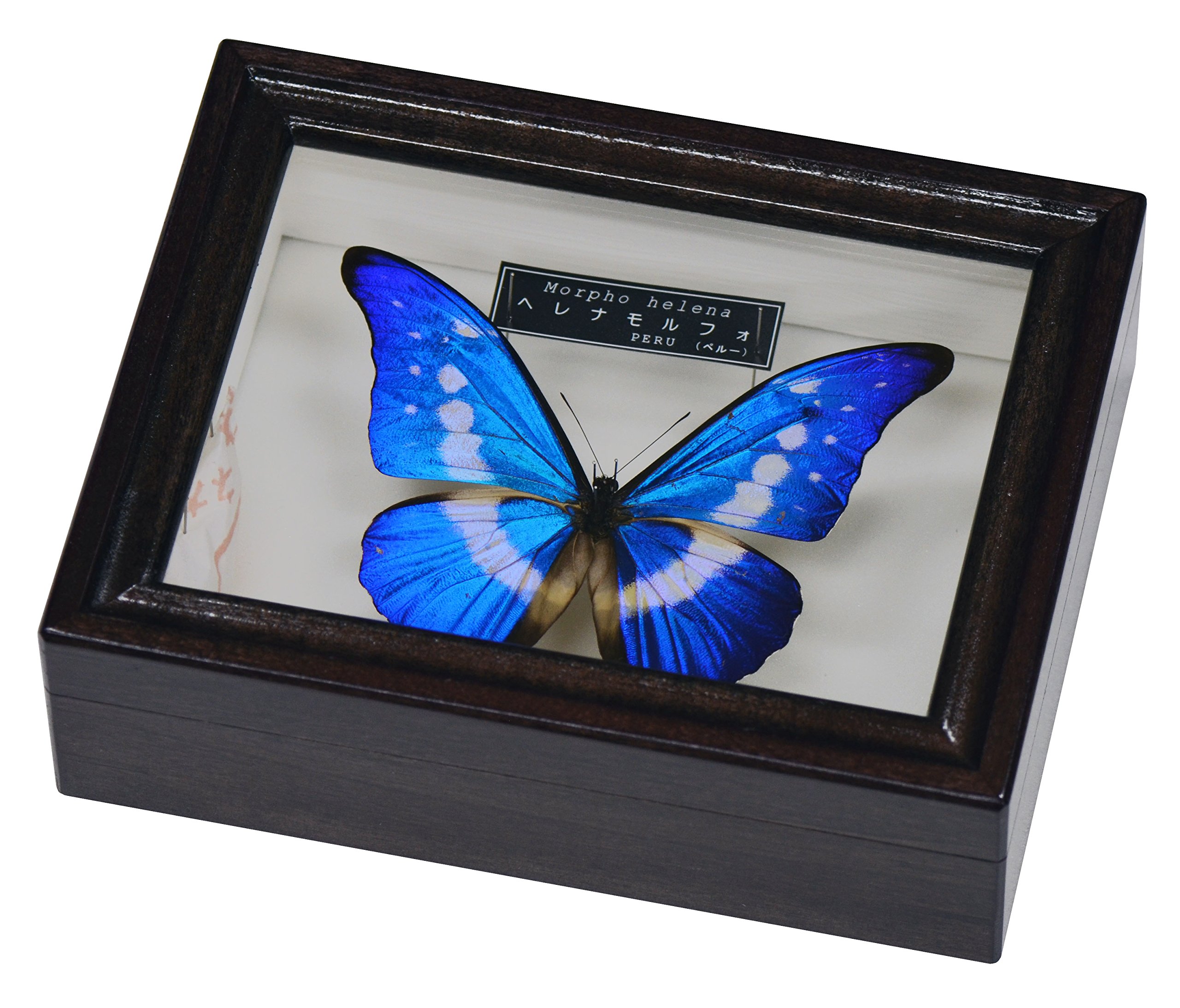 蝶の標本 ジャングルを舞う宝石の世界(珍A) 蝶の標本 宝石の舞う世界