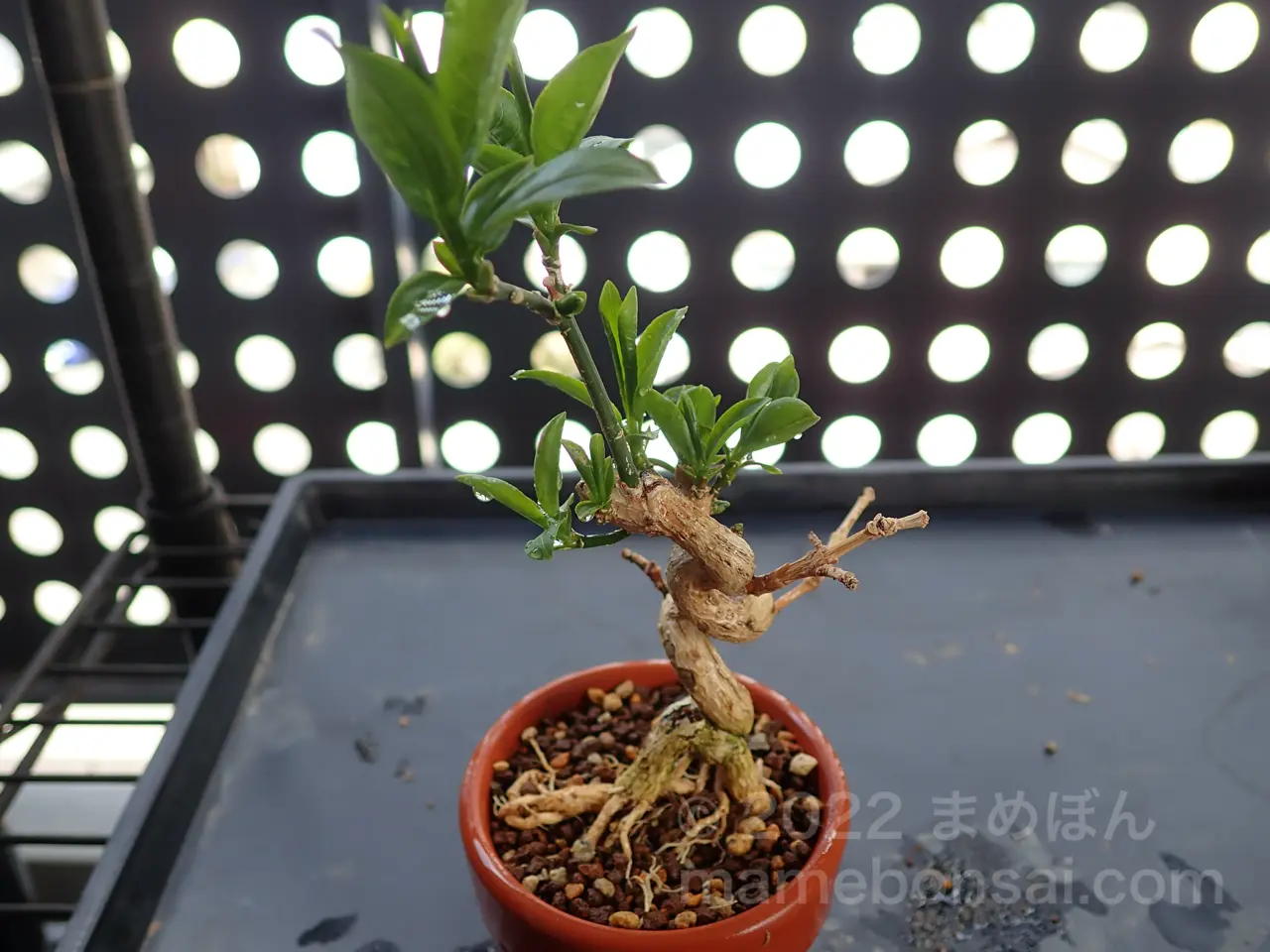 真弓（マユミ）の植え替えをしました！ | まめぼん 〜mamebon〜