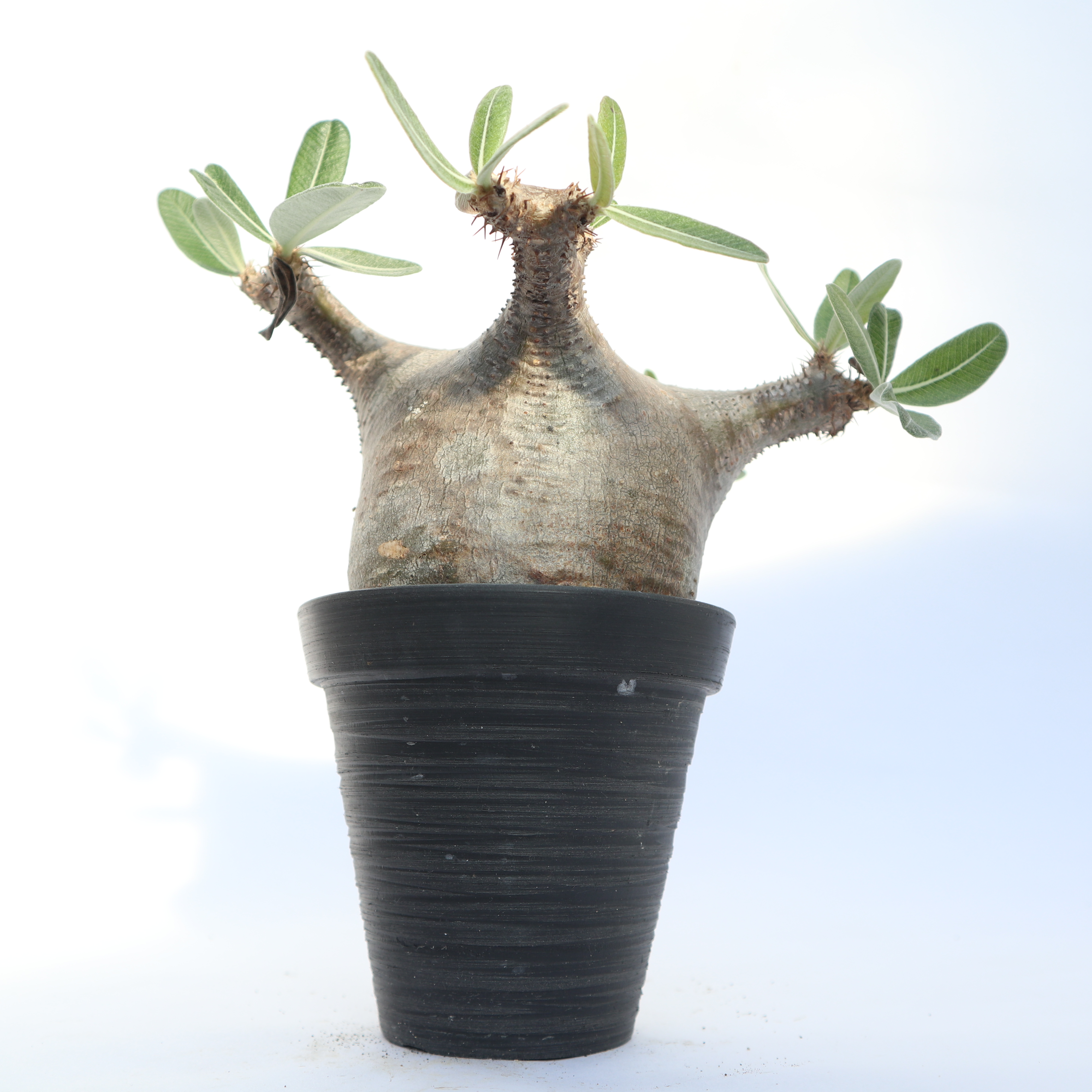 パキポディウム カクチペス | mana's green