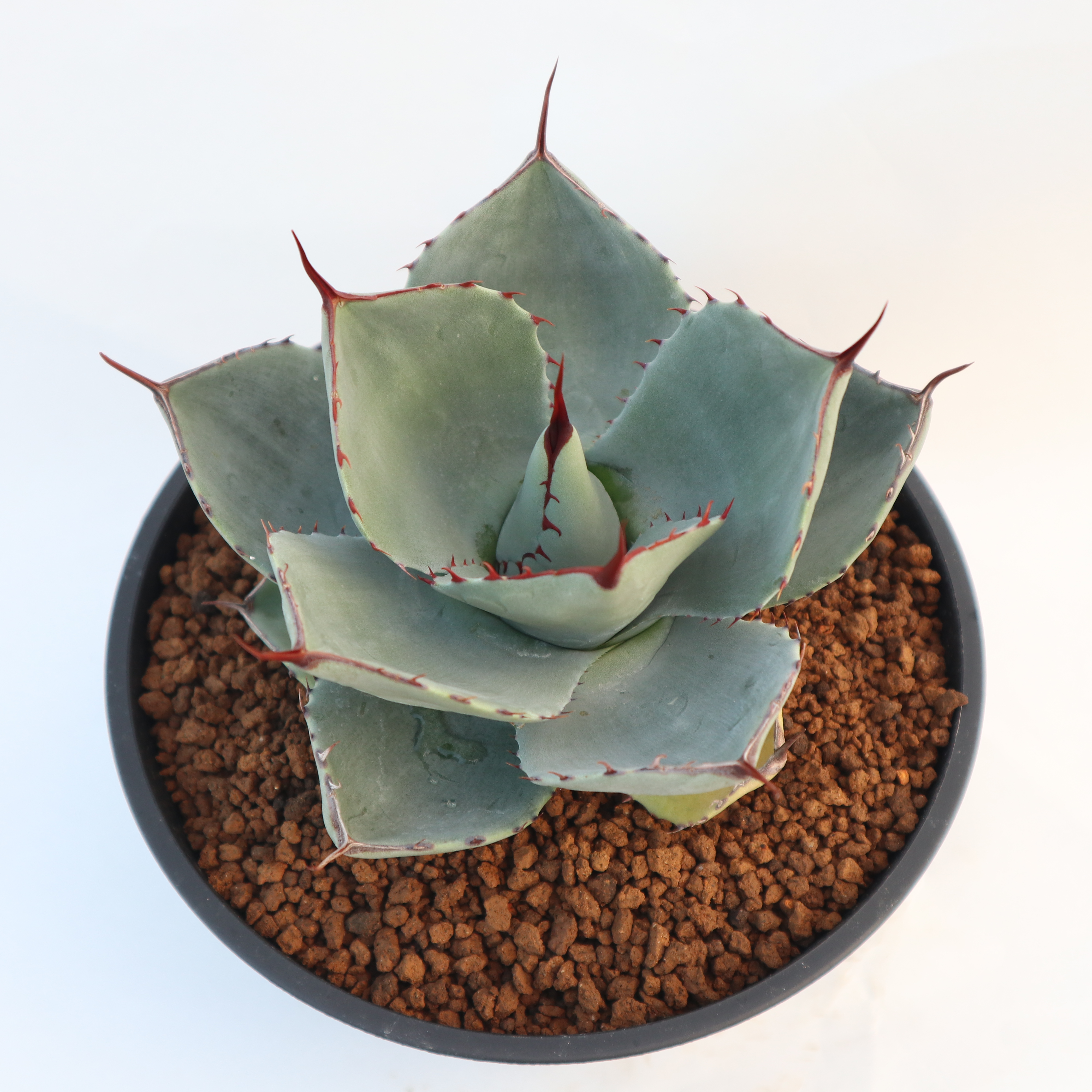 アガベ パリー トランカータ Agave parryi truncata huntington SOLD