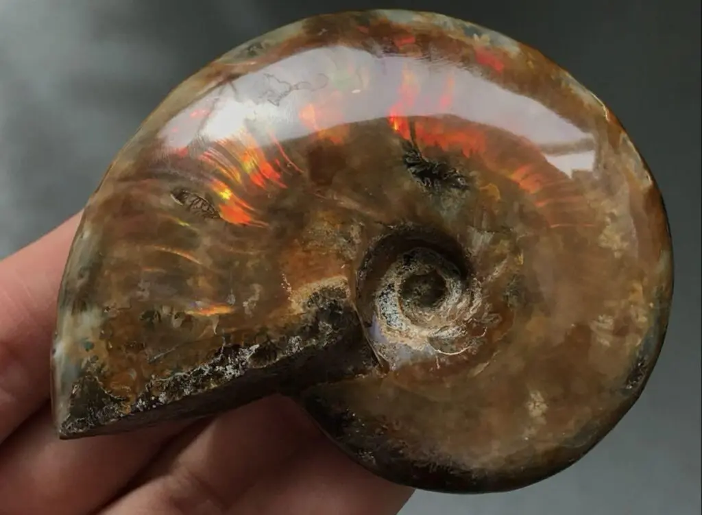 マダガスカル アンモナイト ビューダンティセラス Beudanticeras 化石