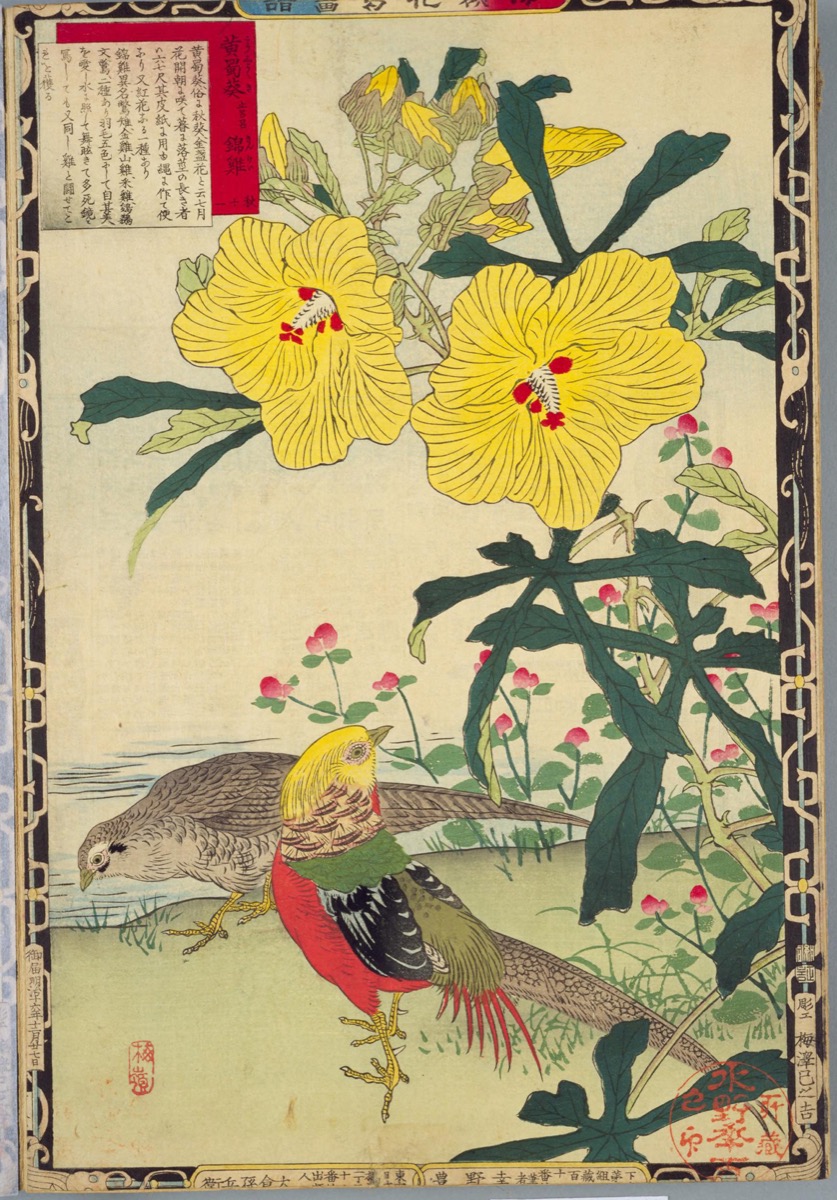 楳嶺花鳥画譜 黄蜀葵・錦鶏 | - Japaaan