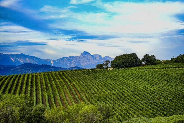 サステナブル”に注目。イタリア「アブルッツォワイン」の魅力とは