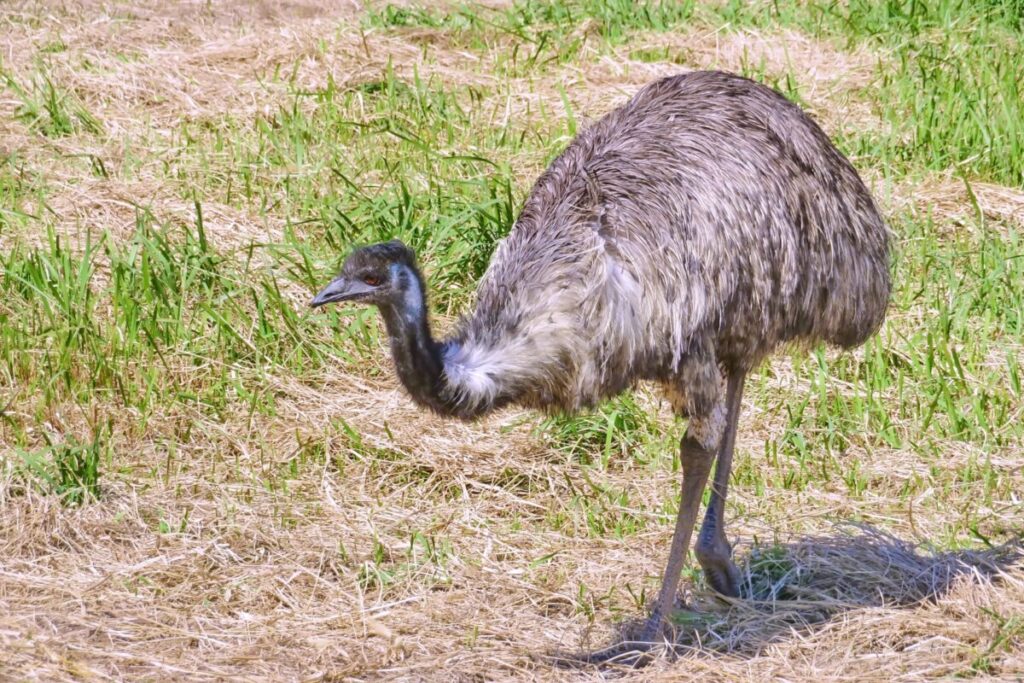 エミュー - マギヤ薬局