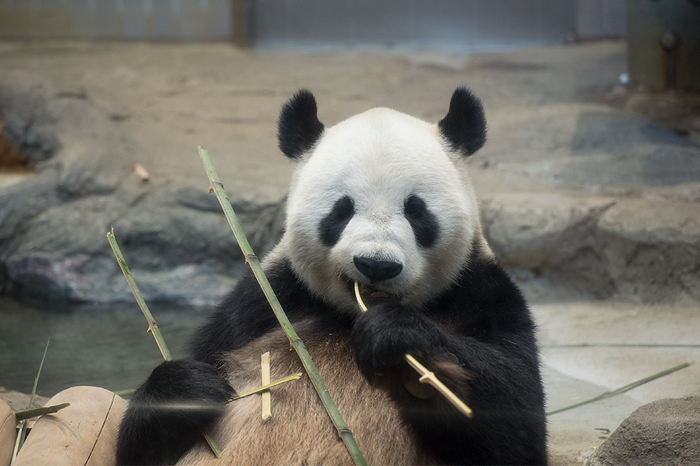 今日のパンダ（1844日目）