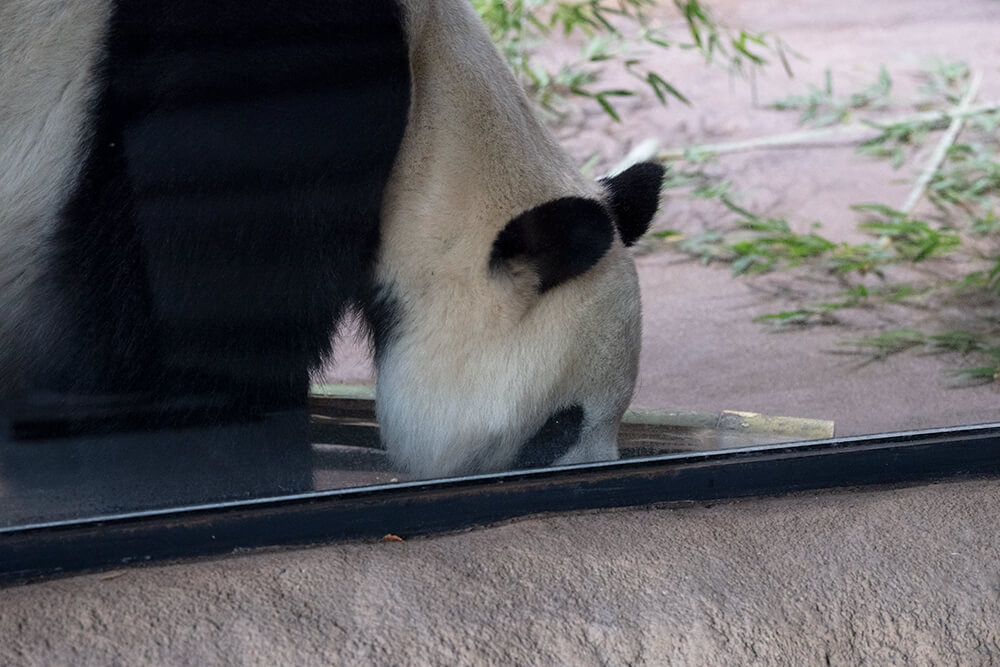 今日のパンダ（2800日目）
