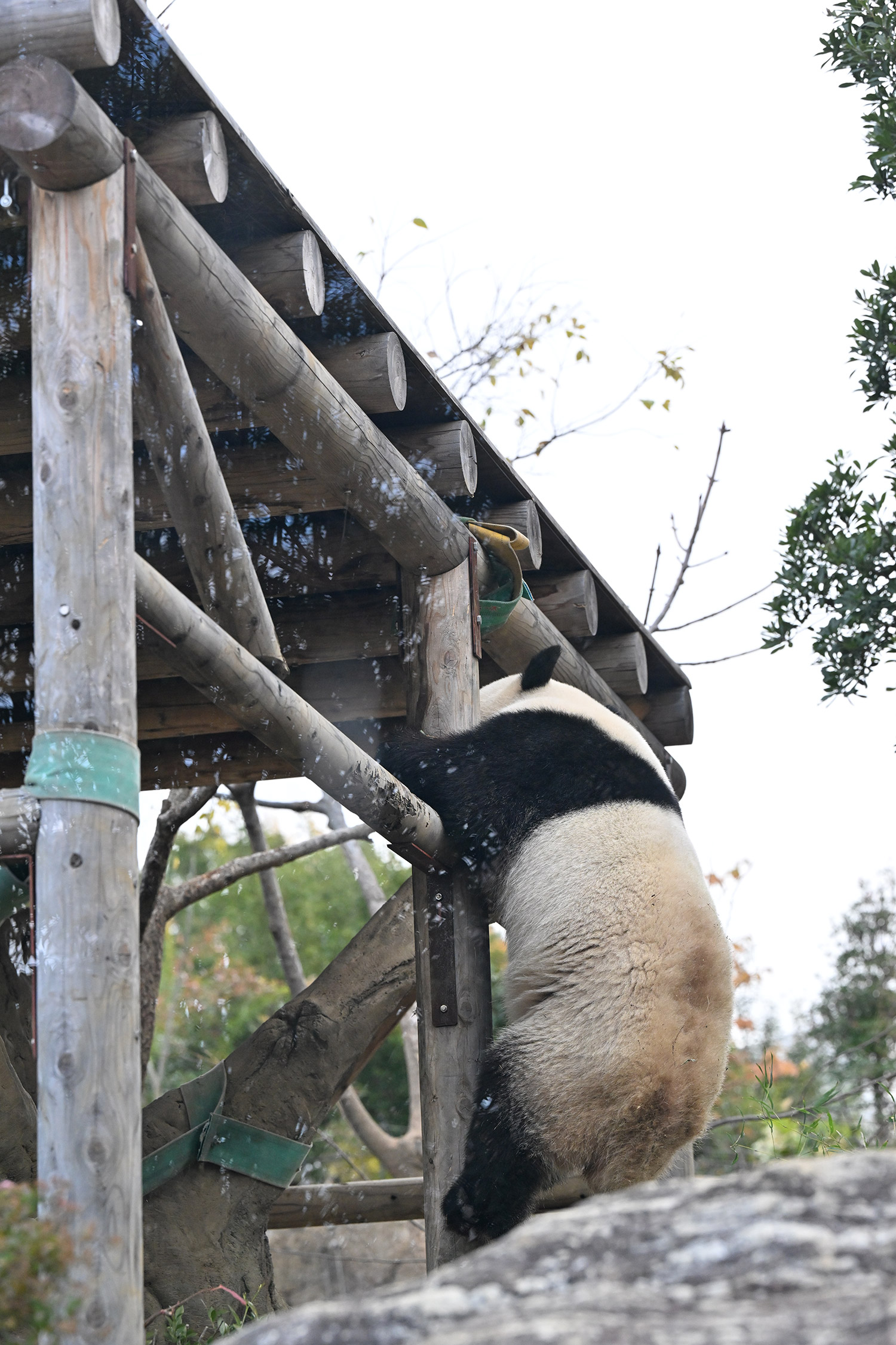 今日のパンダ（3720日目）