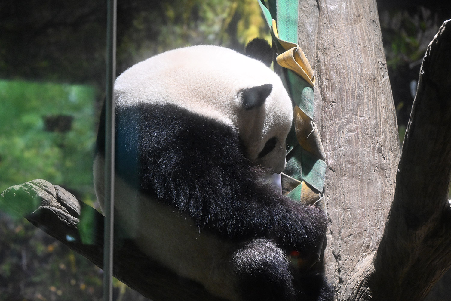 今日のパンダ（3932日目）