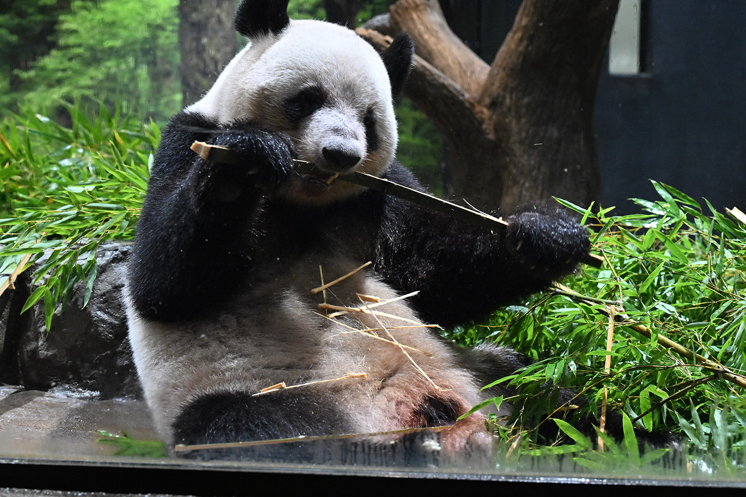 今日のパンダ（3942日目）