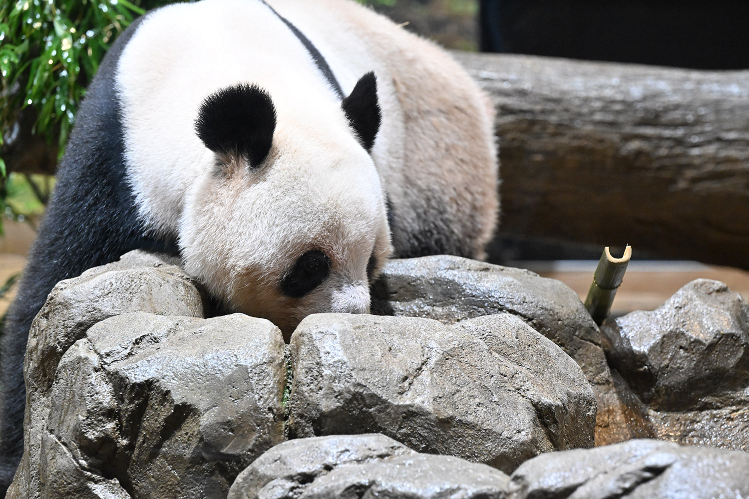 今日のパンダ（3985日目）