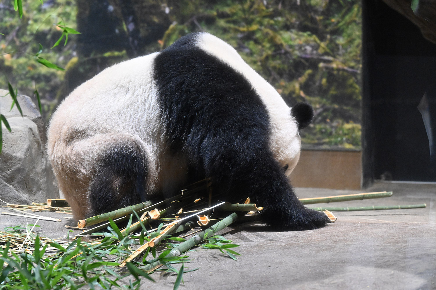 今日のパンダ（3985日目）