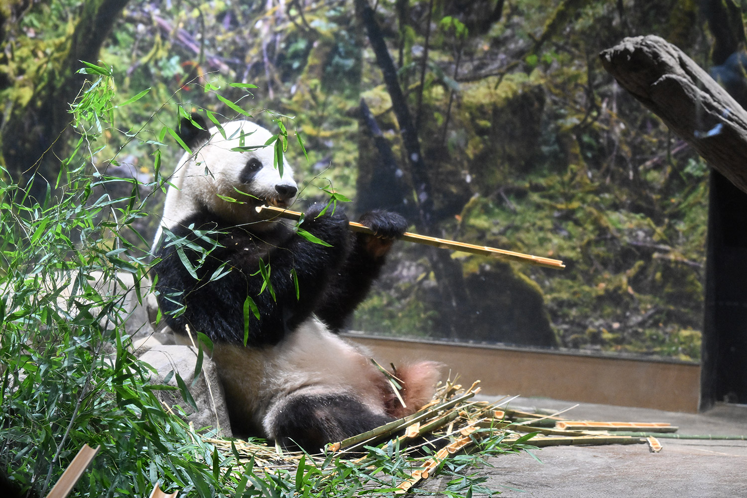 今日のパンダ（3985日目）