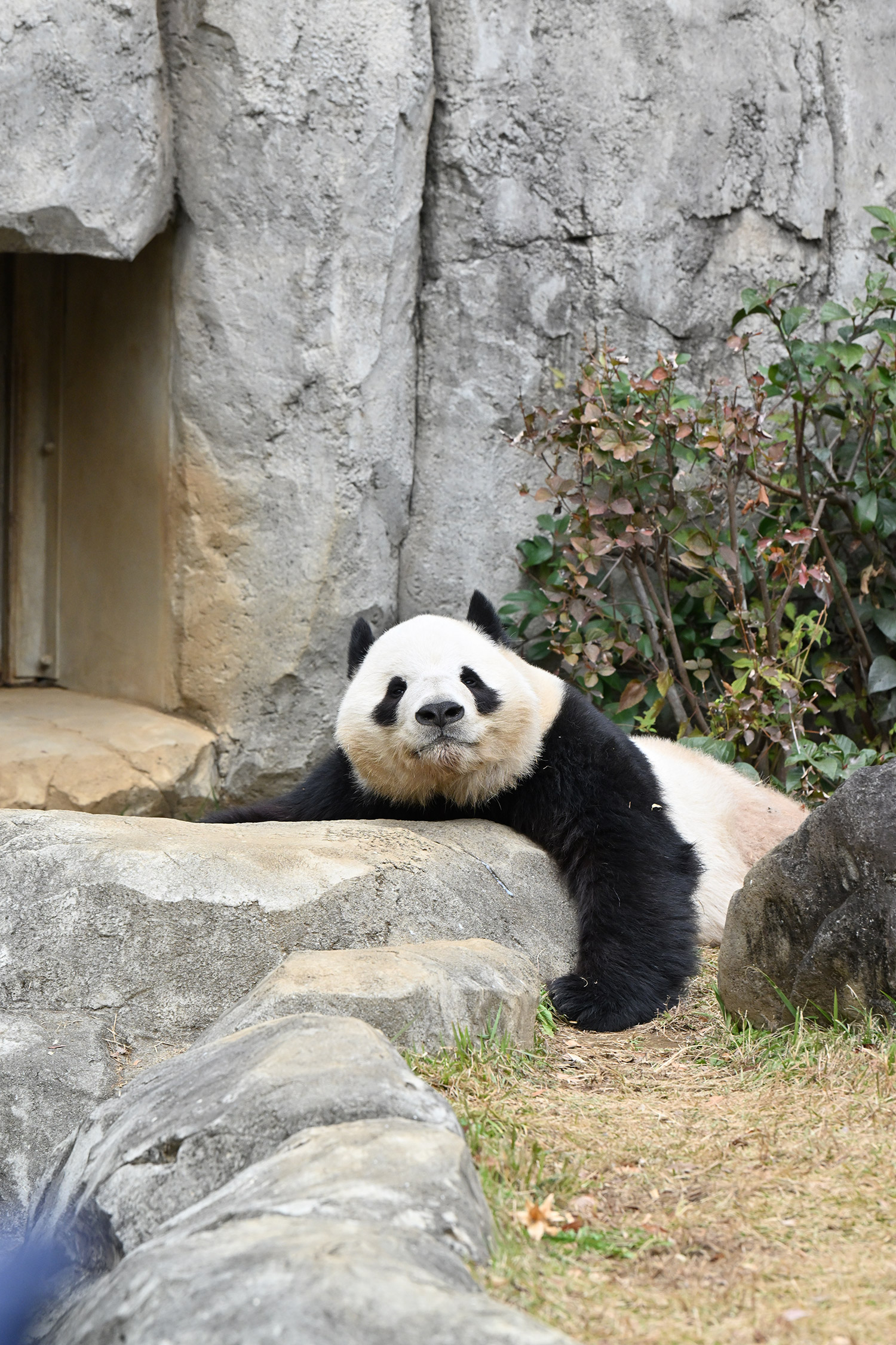 今日のパンダ（4018日目）