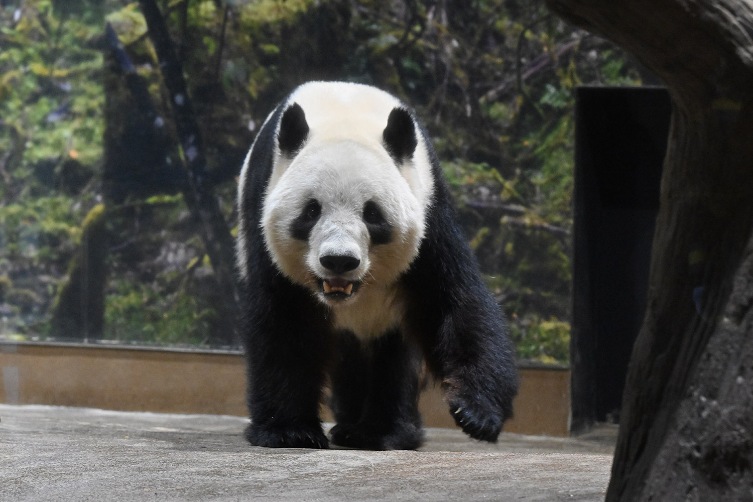 今日のパンダ（4038日目）