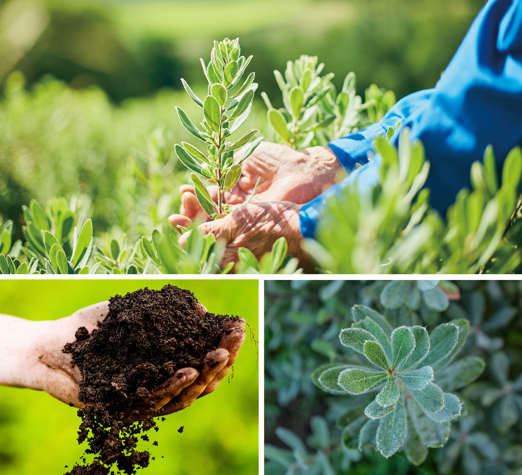 ALCHEMY - MAISON LEXIA メゾンレクシア 公式サイト ～ 化粧品 香水