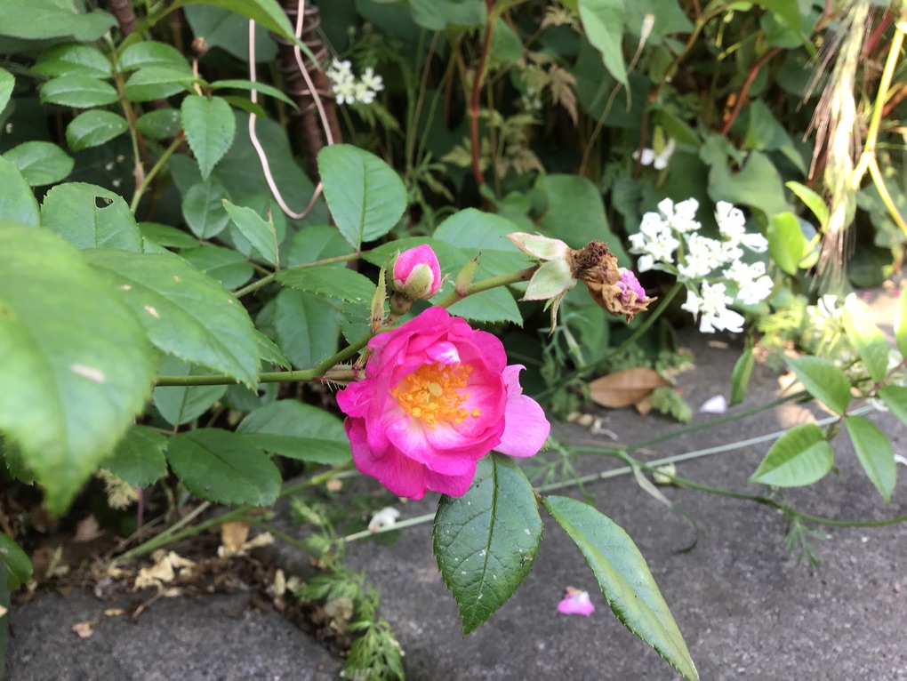 当院の庭で偶然生まれた・・・新品種の・・“バラ “・・をご紹介します