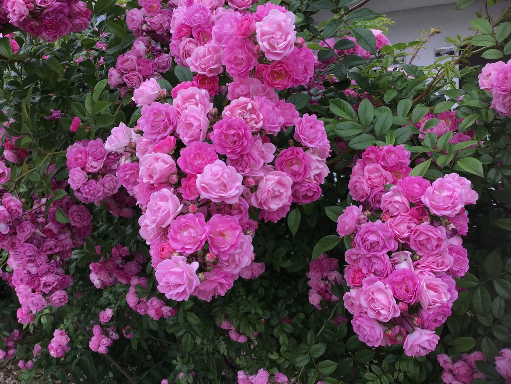 当院の庭で偶然生まれた・・・新品種の・・“バラ “・・をご紹介します