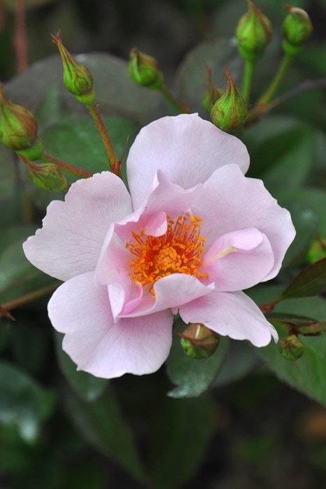 大苗】バラ苗 ラグーン 国産苗 6号鉢植え品《J-FL20》 | すべての商品