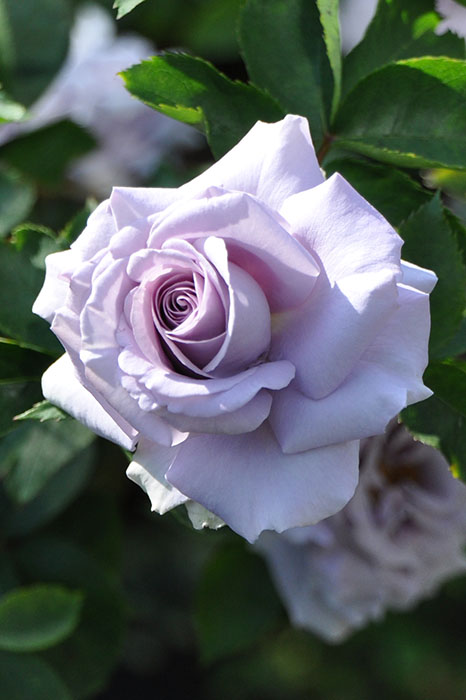 バラ苗【中苗】すみれの丘 国産苗 6号鉢植え品《JB-KAI》 | すべての