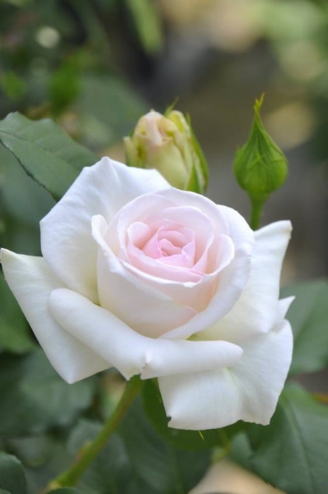 バラ苗【中苗】スワンレイク 国産苗 6号鉢植え品《J-CL20》 | すべての