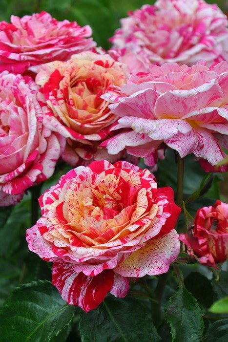 冬季大苗】バラ苗 トイトイトイ! 国産苗 6号鉢植え品［農林水産省 登録