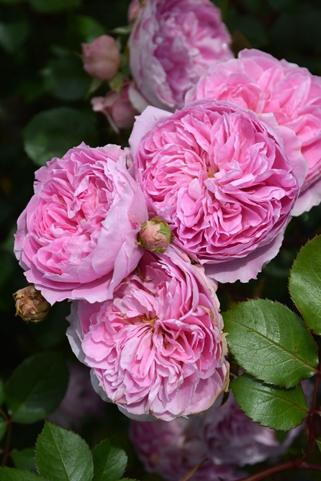 冬季大苗】バラ苗 ロウラン【楼蘭】 国産苗 6号鉢植え品［農林水産省