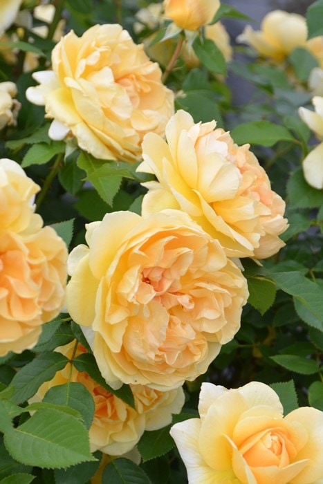 冬季大苗】バラ苗 ディコン 国産苗 6号鉢植え品［農林水産省 品種登録