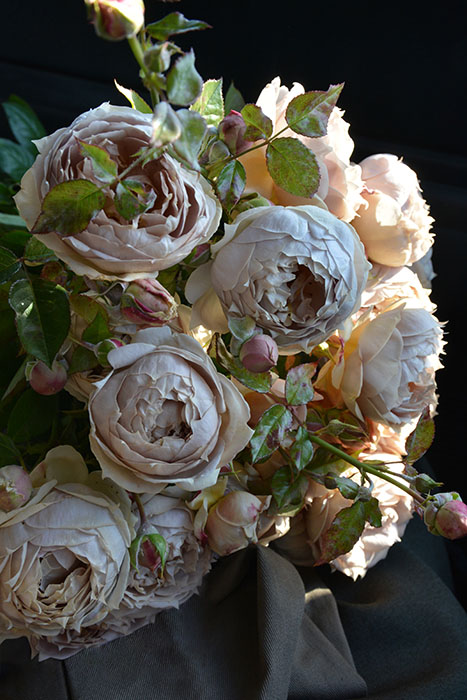 冬季大苗】バラ苗 ルクソール 国産苗 6号鉢植え品［農林水産省 品種