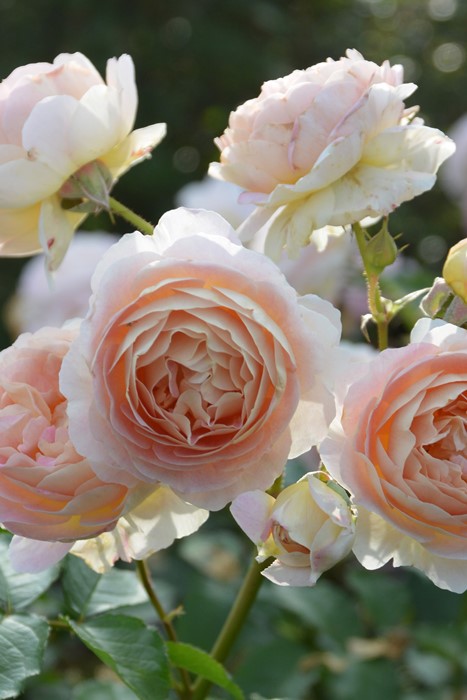 冬季大苗】バラ苗 サシェ 国産苗 6号鉢植え品［農林水産省 品種登録