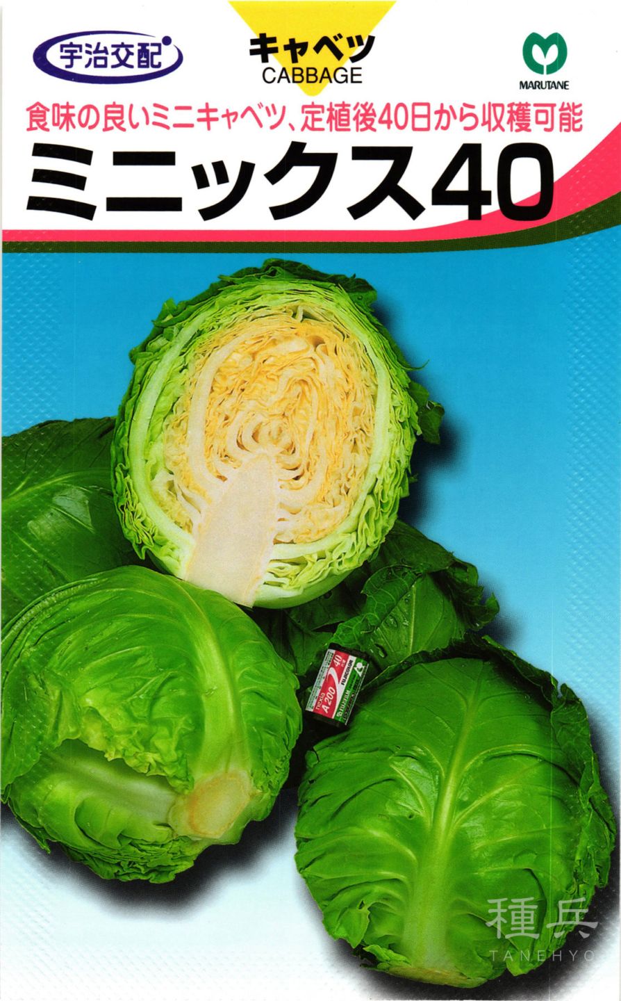夏秋どりキャベツ 種 『ミニックス40』 丸種 | たね,葉菜の種,キャベツ