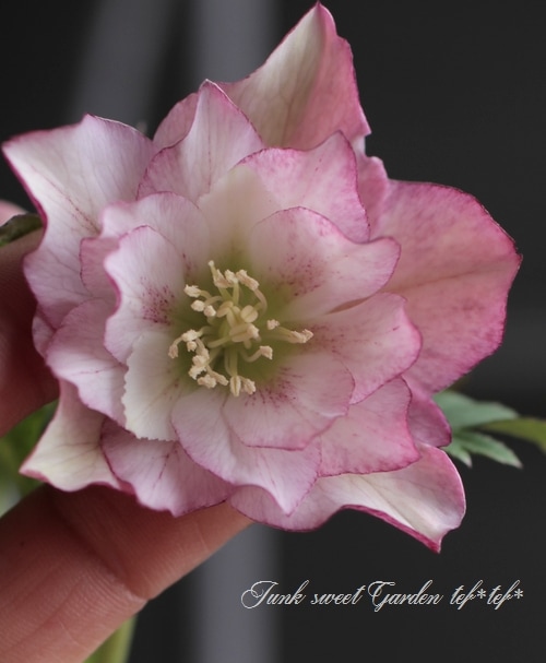 クリスマスローズ・開花株！『ダブル咲き』 No.28473 | すべての商品