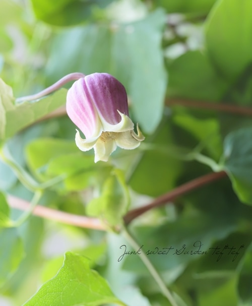 壺型クレマチス・ヴィオルナ系 『ピンク』【D】 | すべての商品