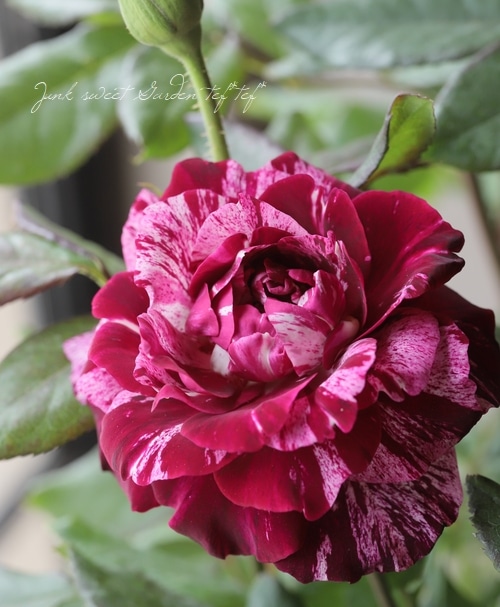 バラ苗・四季咲き 『パープルタイガー』 | すべての商品 | | Junk