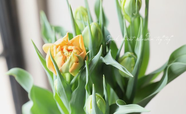 冷蔵チューリップ 大人色八重咲き 『オルカ』 | すべての商品 | | Junk