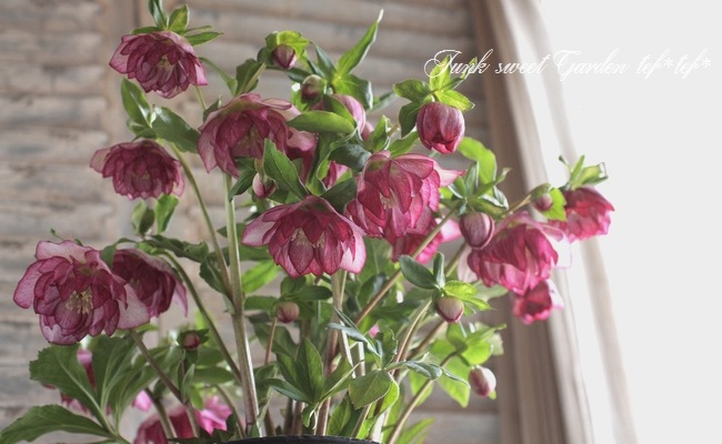 ♥ローズ♡です♡ クリスマスローズ・開花株！『ダブル咲き』 No.28473 | すべての商品