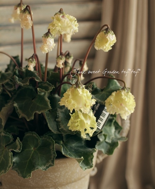 フリル咲き！シクラメン・コロナ 『ブリリアントグリーン』 | すべての