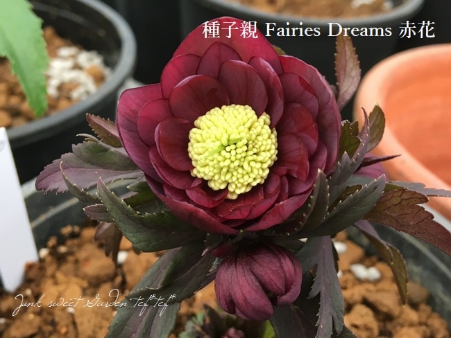 三浦孝之氏・クリスマスローズ 『原種アトロルベンス・ハイブリッド