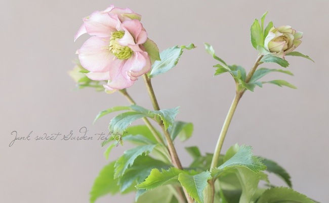 花郷園】 クリスマスローズ 『パピエ』 【O】 | すべての商品 | | Junk