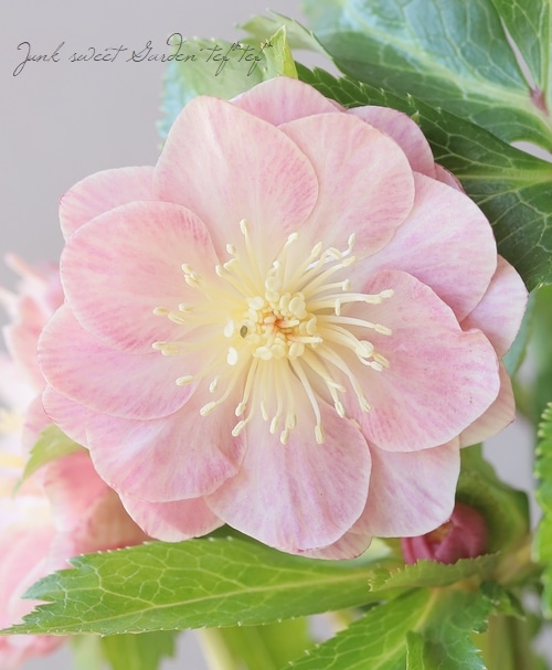 横山園芸・育種生産】 クリスマスローズ 『ダブル』 【X】 | すべての