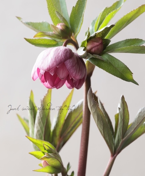 大和園】 クリスマスローズ 『ダブルピンクカップ咲き』 2026【N