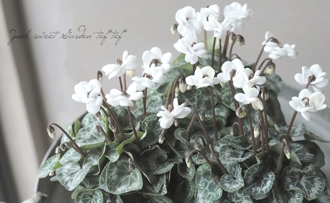 ミニシクラメン・フェアリーピコ 『ポーラー』 | すべての商品