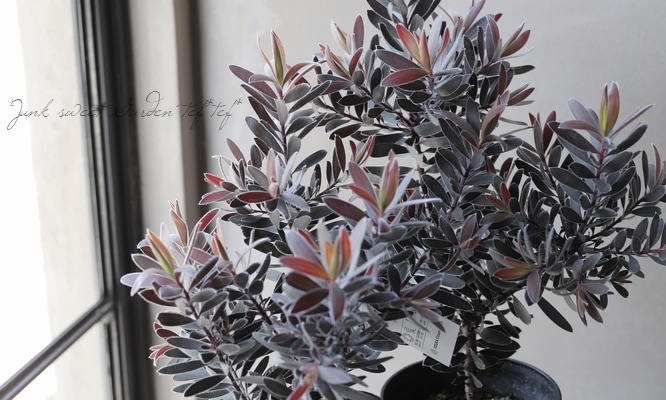 黒リューカデンドロン 『デュリフ -Durif-』 オーストラリアンプランツ