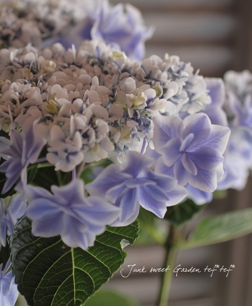 島根オリジナル品種】 八重咲き紫陽花 『万華鏡・銀河』ブルー