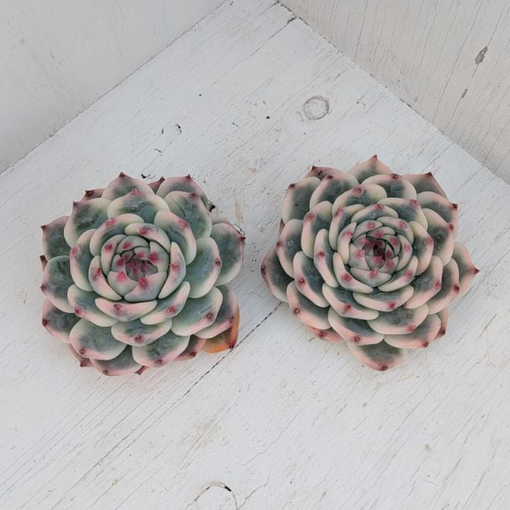 すべての商品 | 多肉植物の専門通販サイト｜実のりえん