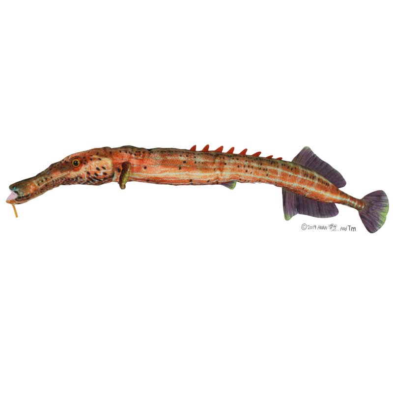 おさかなぬいぐるみ ヒラメ | プレゼントにも！海雑貨,さかなクン