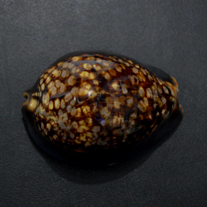 ハチジョウダカラ 6-6.5cm | すべての商品 | やどかり屋